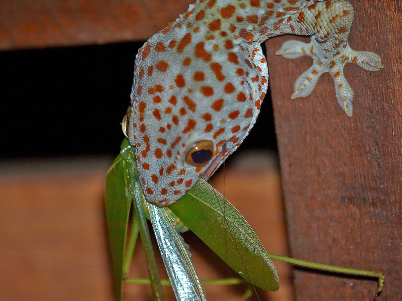 Gapang, Gecko, Cricket